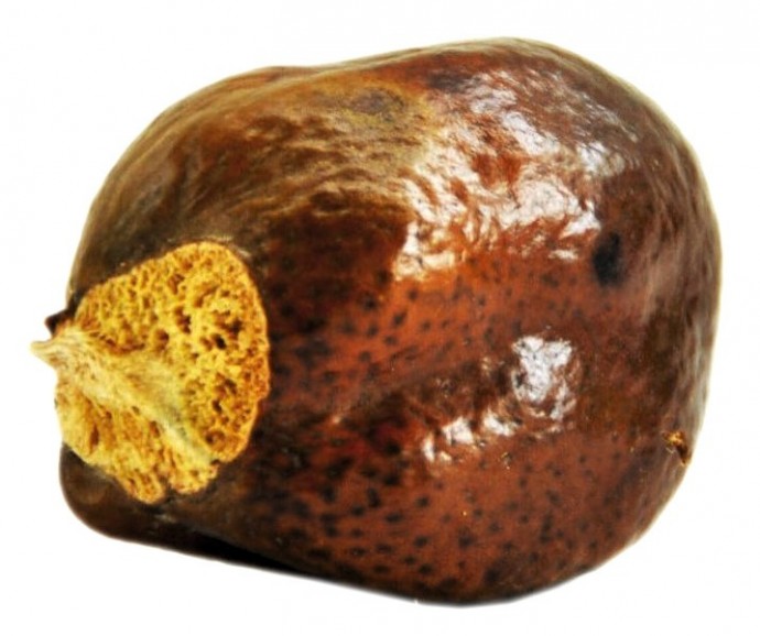 Мекканский орех мохилхин 1шт.
