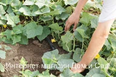 Капельная эмиттерная лента полива растений в теплице Viola 50 метров шаг 10 см