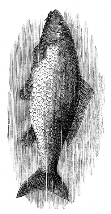 Рыба и морепродукты, икра лососевая и осетровая 1