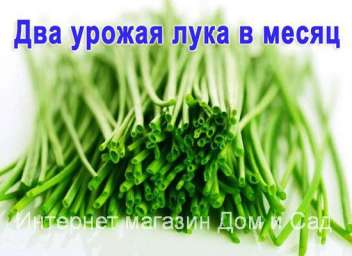 Луковое Счастье оригинал выращиватель зелёного лука чудо грядка гидропонная