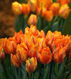 Orange Bouquet (Оранж Букет)