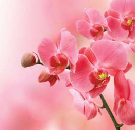 Фотошторы “Розовые орхидеи” готовые, для гостиной