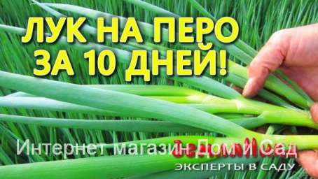 Луковое Счастье оригинал гидропонный выращиватель пера зелёного лука зимой