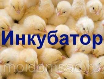 Инкубатор для цыплят Несушка 36 яиц 220 B автоматический поворот цифровой термометр