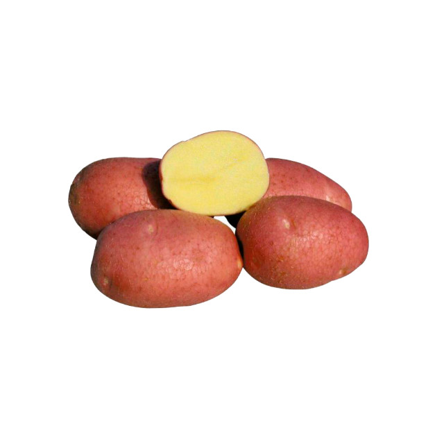 Голландский картофель Ред Скарлетт